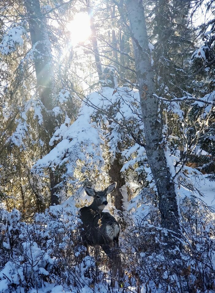 Love And Light 🤎❄