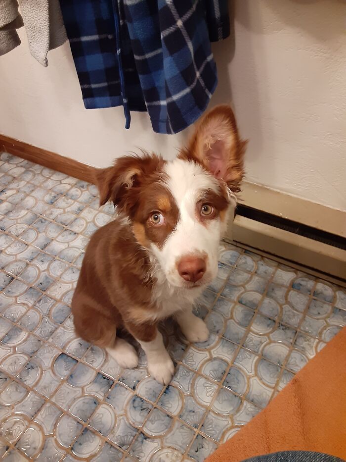 This Is Jo (Short For Jolene). She Has Been Reaching Up And Taking Things From Counters, Tables, Desks, Etc Lately And She Also Steals Shoes And Socks! She Loves To Find Papers And Shred Them Up, Lol