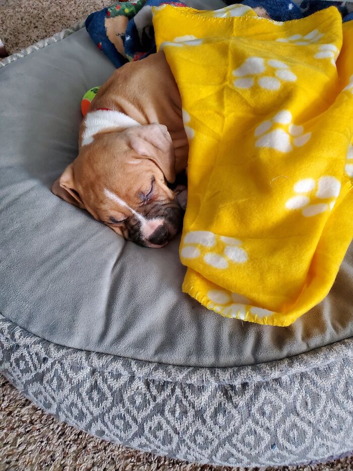 New Mastiff Puppy. Her Name Is Tiny