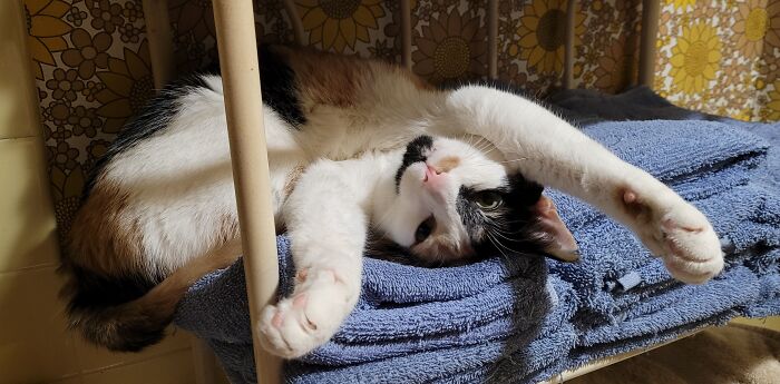 My Very Lazy Roxette Flopped Out In My Towel Rack!