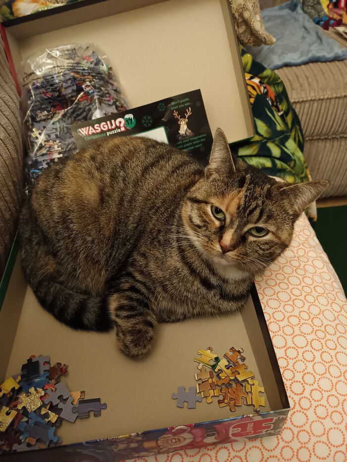 December 2022; Molly Not Only Owns The Christmas Tree But Also The Decorations, Food, Blankets, My Wasgij-Jigsaw Puzzles, Etc.