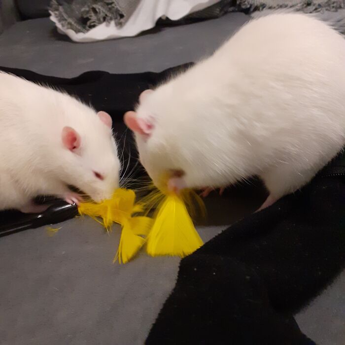 Confidently Destroying Their Cat Toy... (It's Ok Though, I Got Spare Ones)