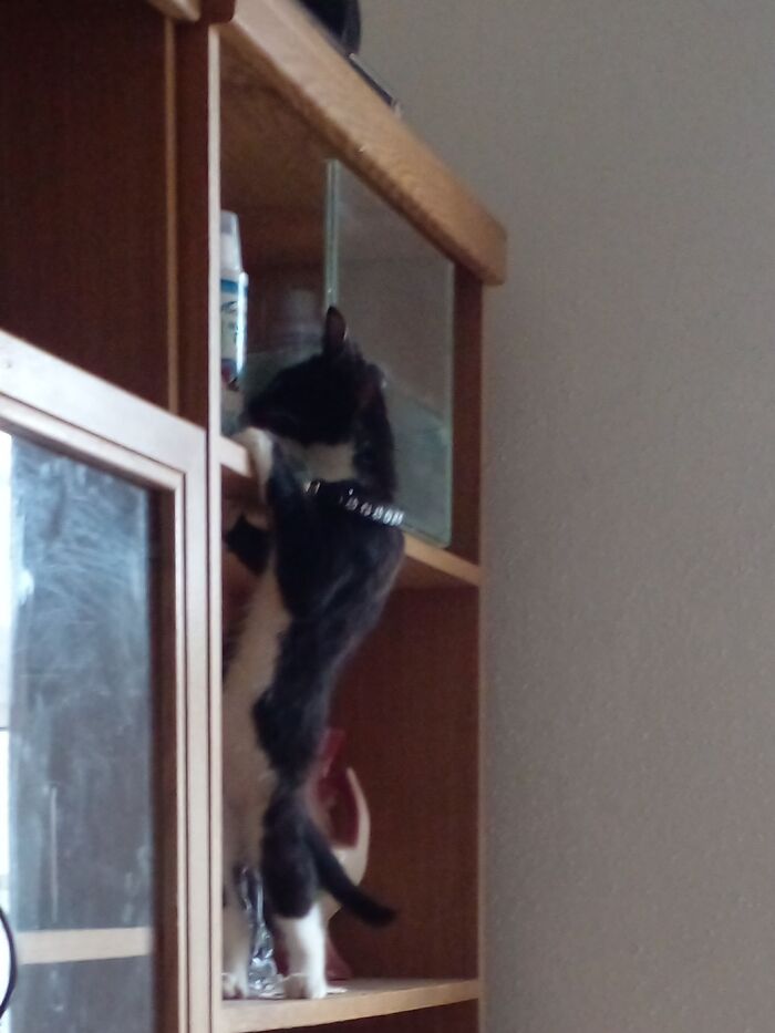 My Tuxedo Cat (Oreo) Trying To Get To The Fishies