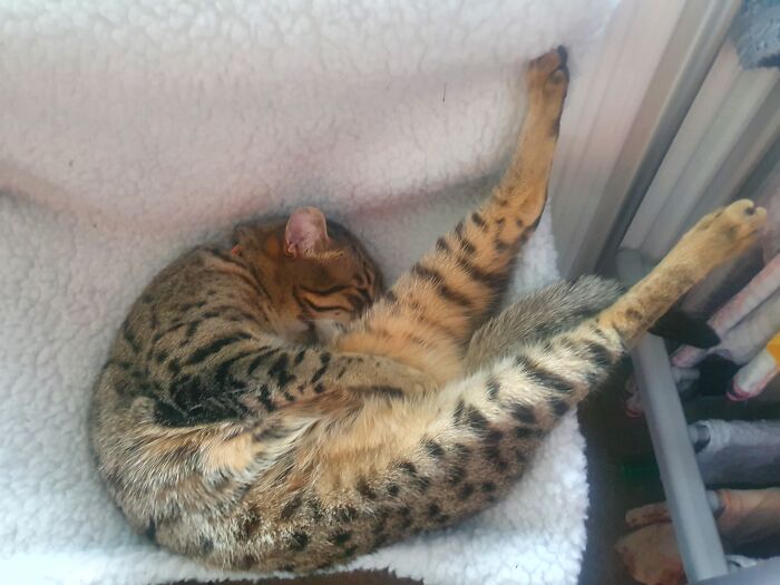 Sleepy Head, Stripey Leg