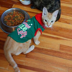 francesleebenning avatar