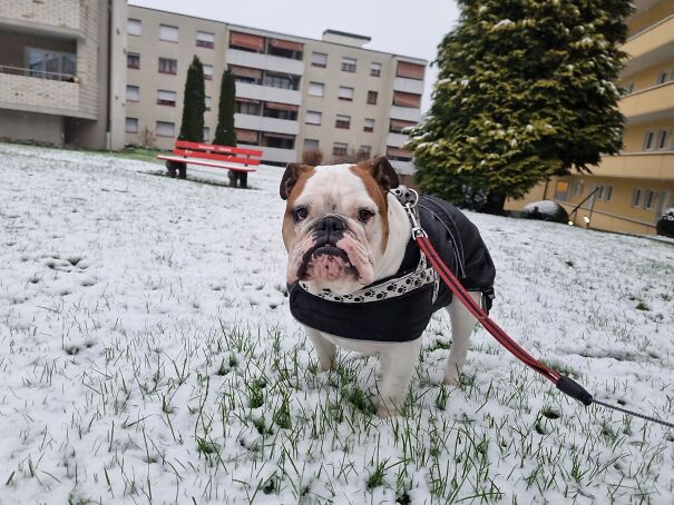 Sushi In The Snow. Mildly Amused