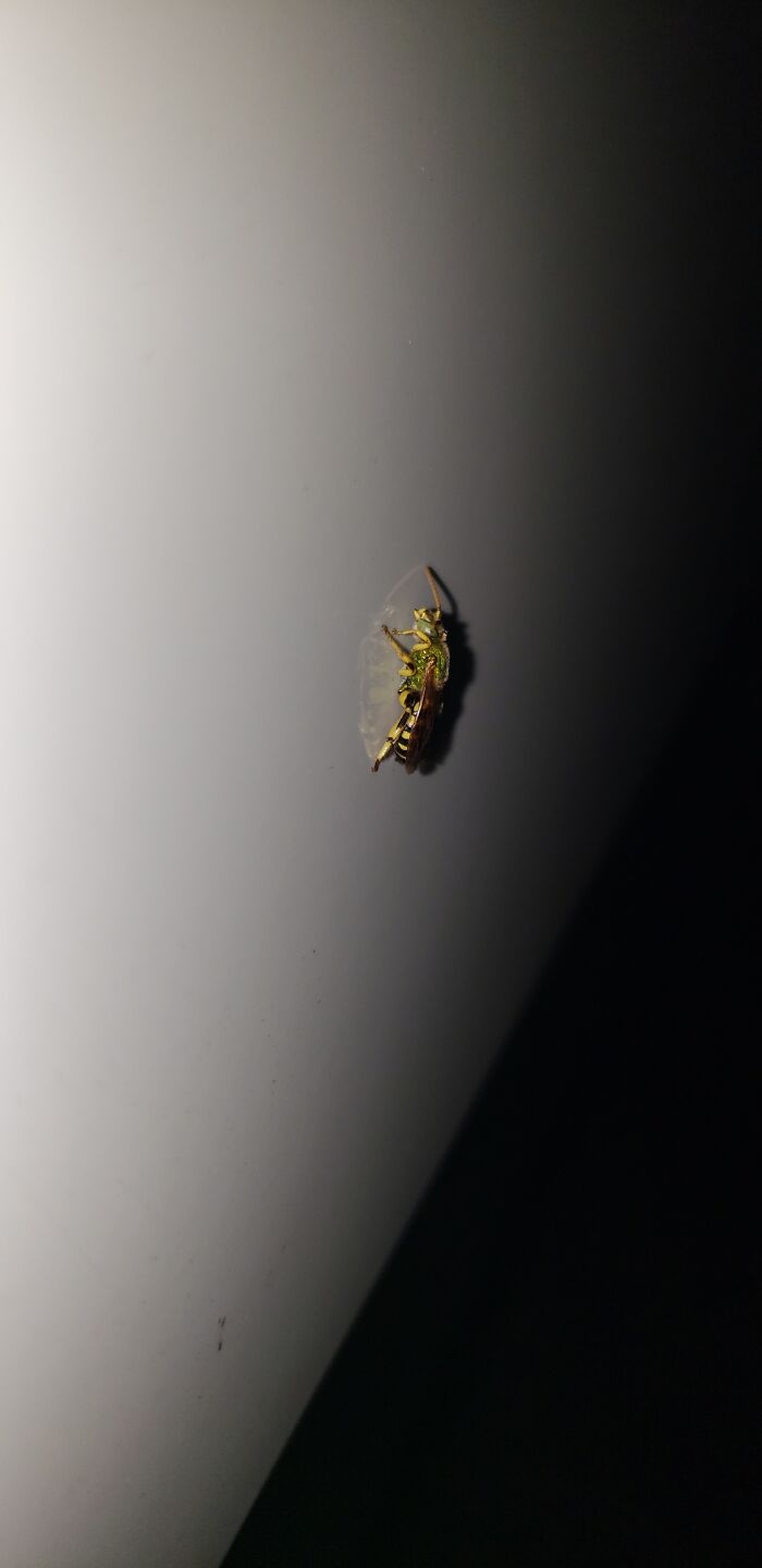 A Bee That Was On My Car. Hope He Found His Way Home