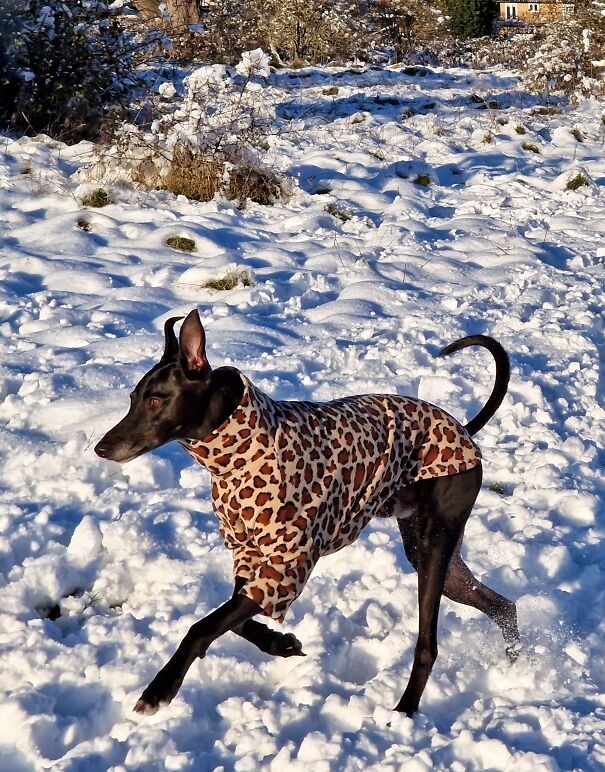 Big Dog Pretending To Be Big Cat: Harley