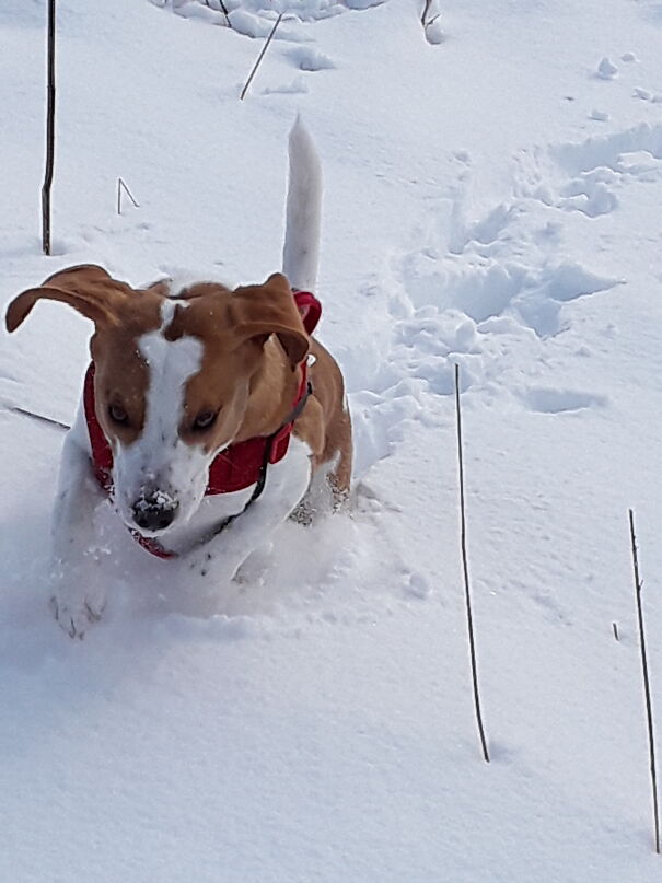 Chai Just Has To Run