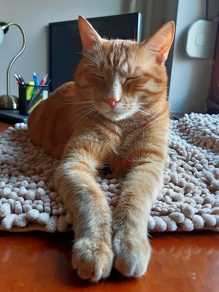 My Cat's New Desk 😊