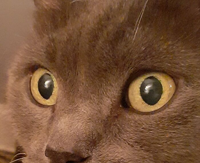 Can't Get A Clear Photo Of Mine. Can Anyone?