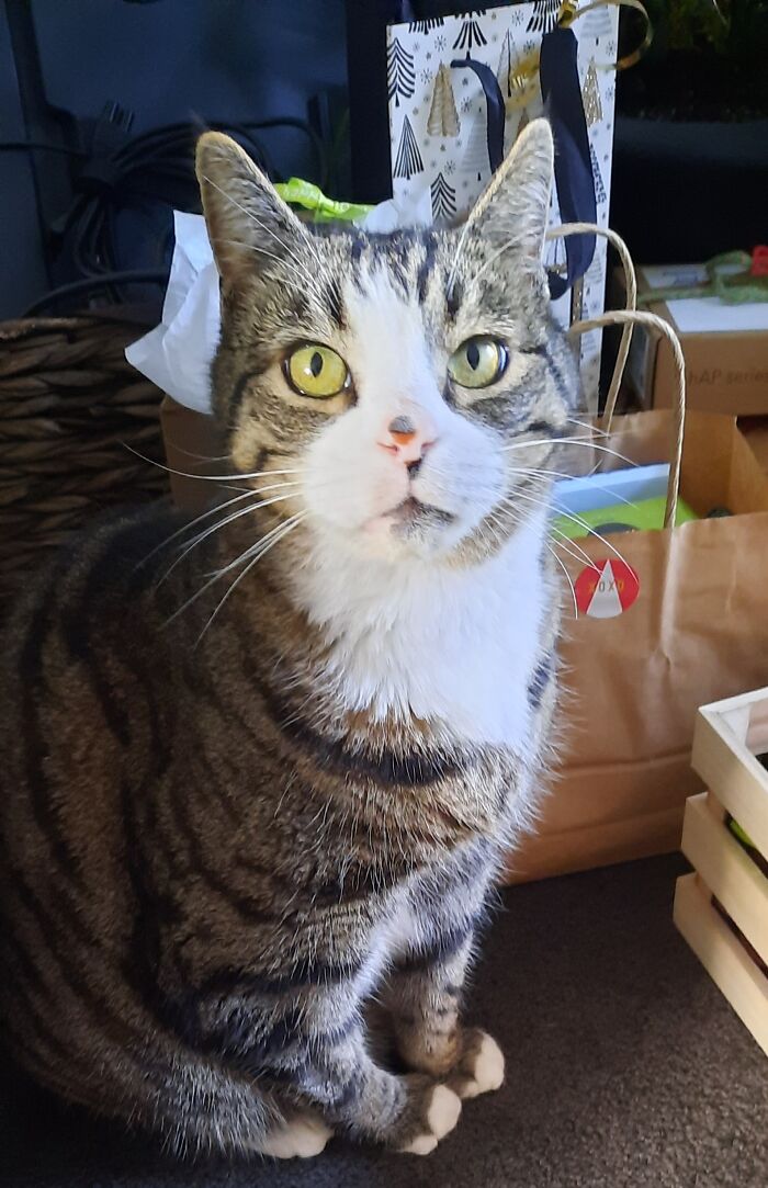 Oscar's Proud Of All His "Help" With The Giftwrapping