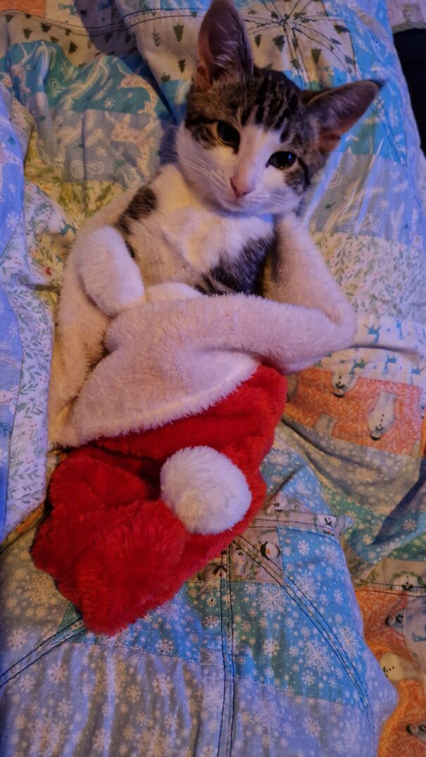 Eevee Our Rescued Girl Who Was Left Out Abandoned In Frozen Weather, Is Waiting For Her 1st Vist From Santa Paws