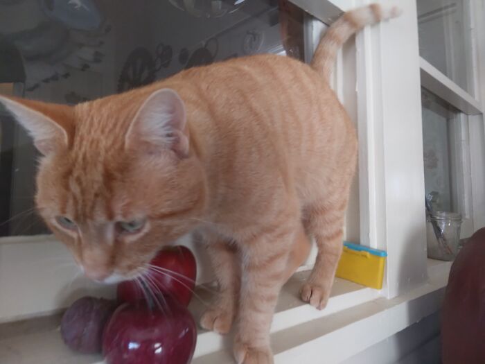 My Stepsister Left Him Behind When She Moved So I Brought Him Home