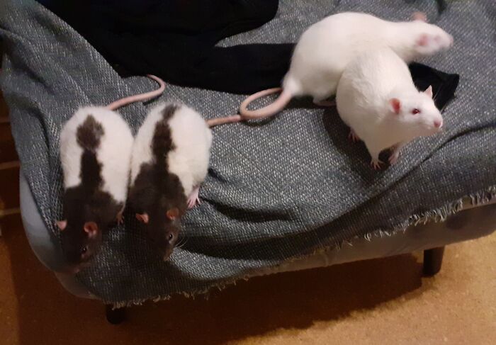 My Rat Boys, Bill, Ozzy, Geezer, And Tony