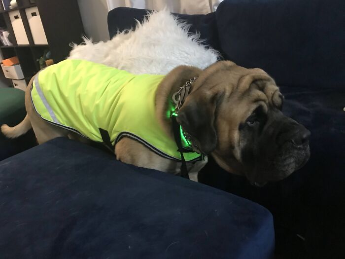 My Dog Wearing His Coat