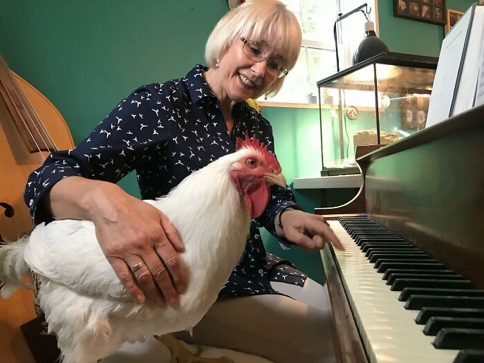 Boo Was Rescued From A Meat Factory 5 Years Ago, And His Life Shines In New Colors Ever Since