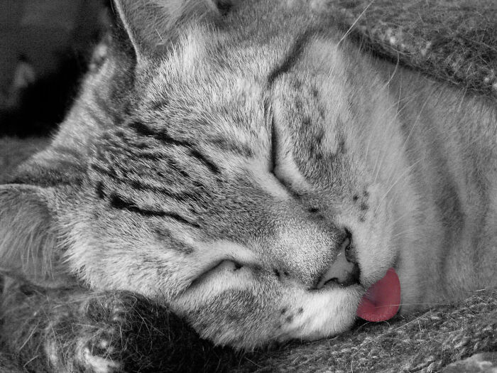 Dreamer, You Know You Are A Dreamer Well Can You Put Your Hands In Your Head, Oh No! I Said Dreamer, You're Nothing But A Dreamer Well Can You Put Your Hands In Your Head, Oh No! I Said: Far Out, What A Day, A Year, A Life It Is! You Know - Well You Know You Had It Comin' To You Now There's Not A Lot I Can Do