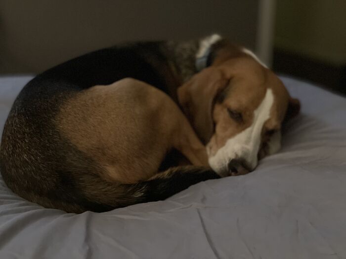 My Sleepy Boy Oscar. He’s A Hound Mix And He Sleeps All Day