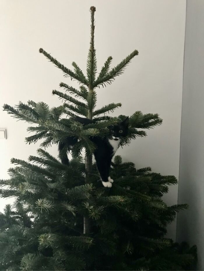 Meet Mary, The Ultimate Ornament