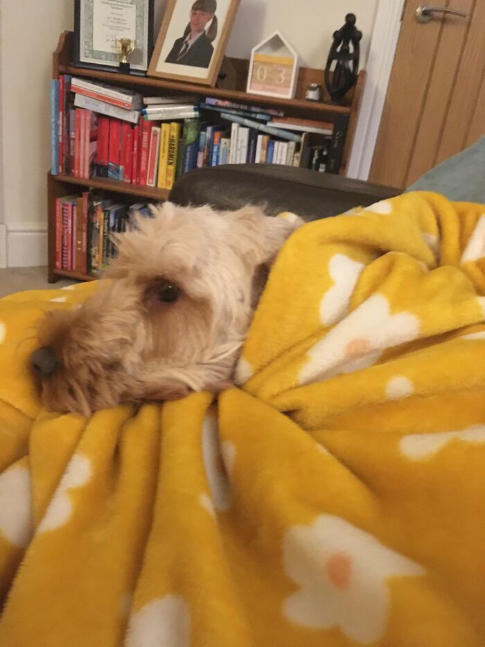 This Is A Blanket With A Stuffed Fake Dogs Head Sewn Onto It….i Swear To God