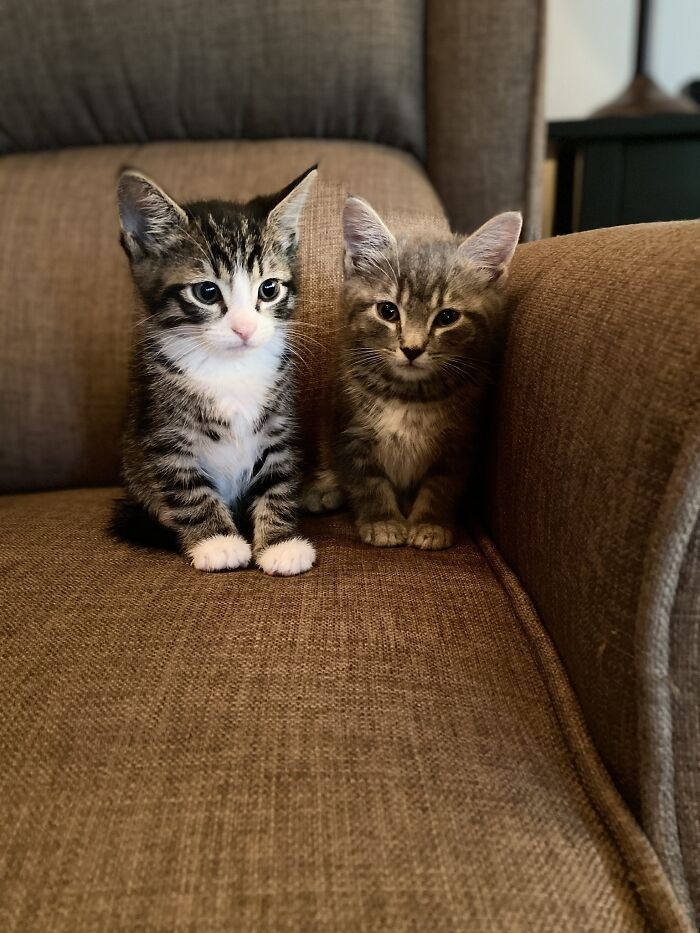 Antares And Zaniah. Rescued From A Dumpster Behind The School I Taught At