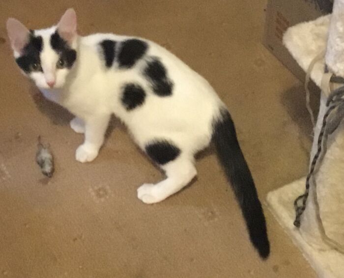 Eanie Trying Her Best To Decimate The Shrew Population