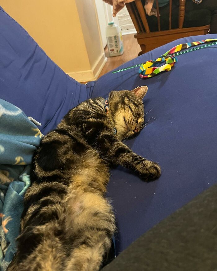 After Going Viral On Twitter, Fishtopher Has Recently Been Adopted And Is Off To Live A Happy Life