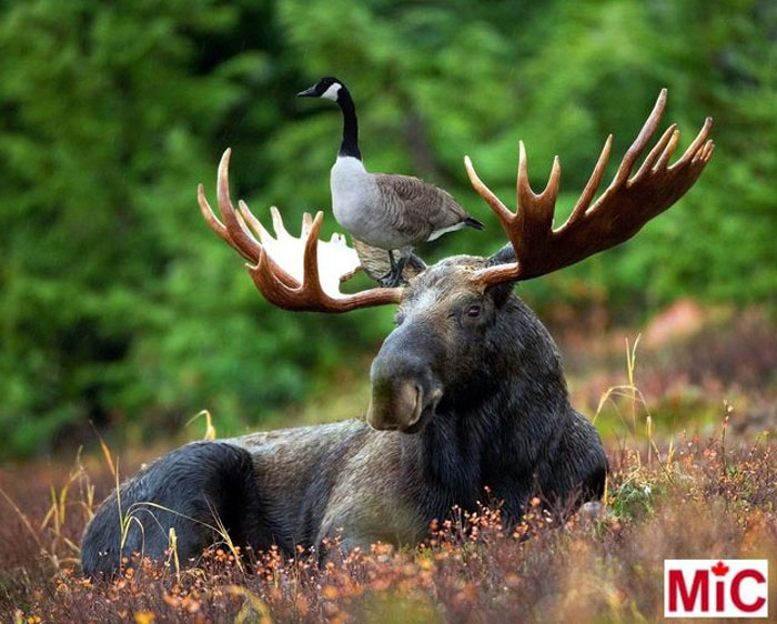 Moose with Canada goose on antlers in a natural setting, capturing Canadian wildlife humor.