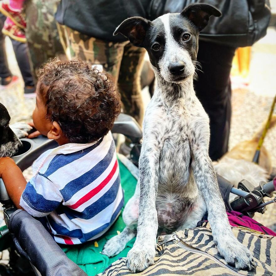 In Brazil, Dogs Make Homeless Children's Lives A Little Less Sad (30 Pics)