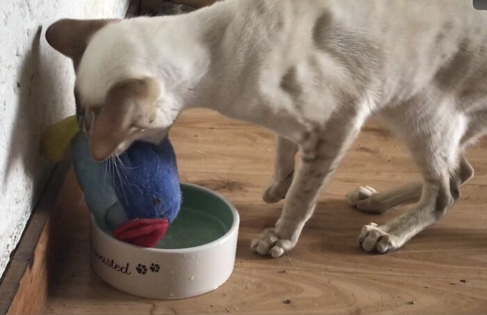 Our Little Siamese Trying To Drown Her Favorite Cuddle Toy Fish In A Bowl Of Water