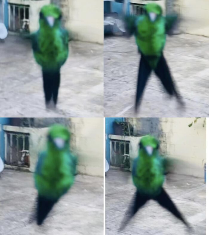 I’ve Made An Important Scientific Discovery. Hummingbirds Aren’t Really Flying In The Air, They Are Doing Jumping Jacks To Stay Up There