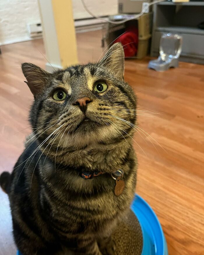 After Going Viral On Twitter, Fishtopher Has Recently Been Adopted And Is Off To Live A Happy Life