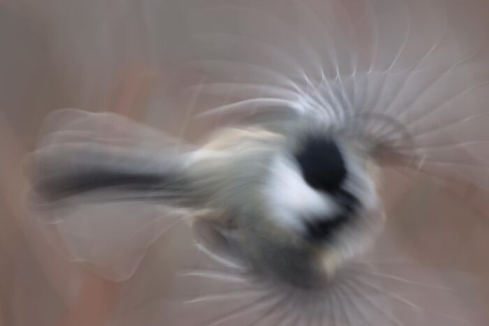 My First Contribution- Bird On The Move