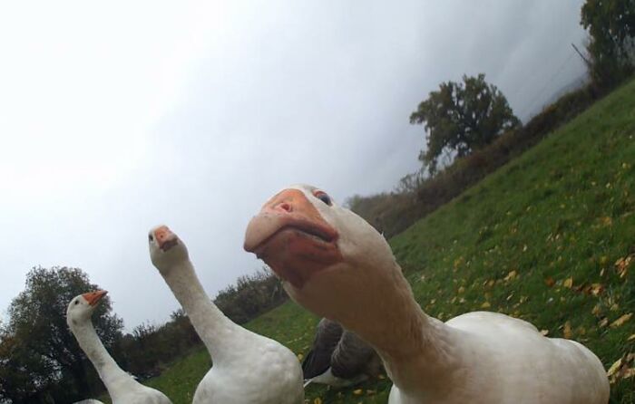 They Were Angry Geese. Very Angry