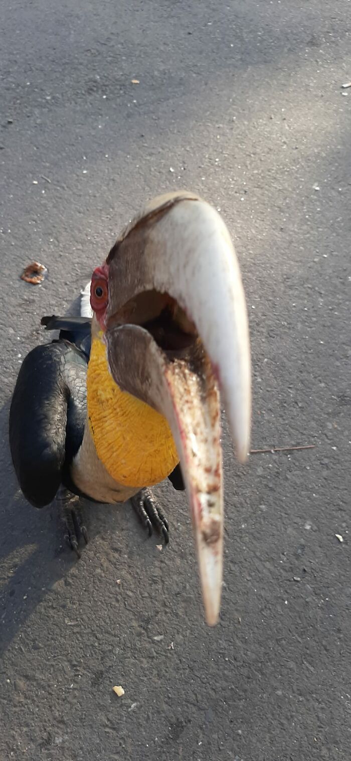 When A Horn Bill Decides He Wants To Get Better Acquainted