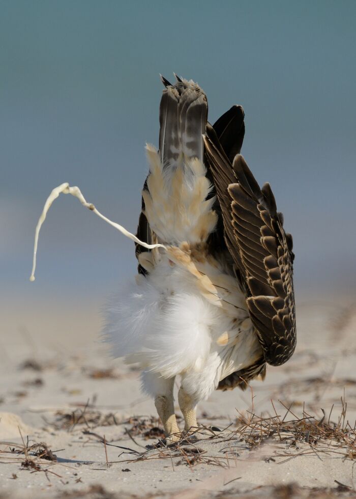 Literally A Cr*p Photo