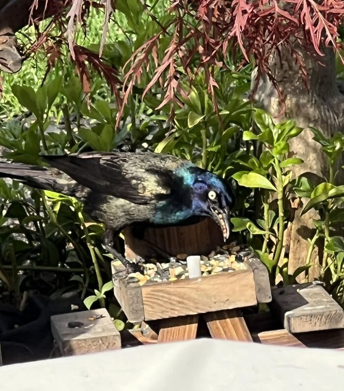 Who Knew Grackles Have Such A Pretty Smile