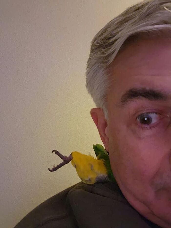 Somebody Over At Bird Memes Said I Should Join This Group So I Could Share Loki The White Bellied Caique In Spelunker Mode Under My Collar. So, Here Ya Go!