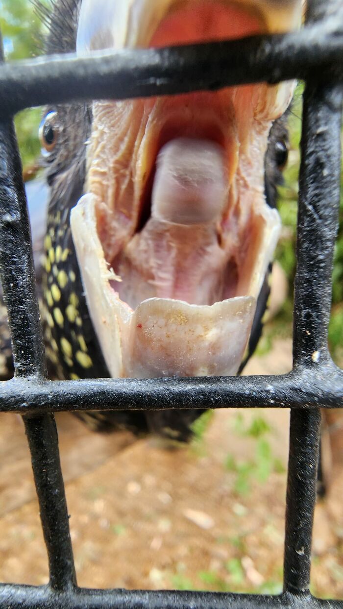 Red-Tailed Black Cockatoo. Up Close And Personal