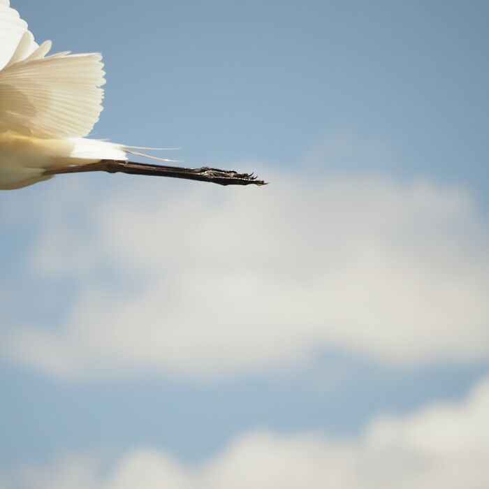 And The Legs Have It