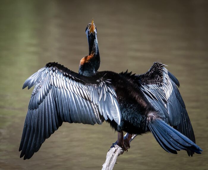 ‘Oh, I’m Sorry, Did I Come At A Bad Time?’ I Love These Birds Because They Can Look Really Majestic. But Catch Them At The Wrong Moment And…