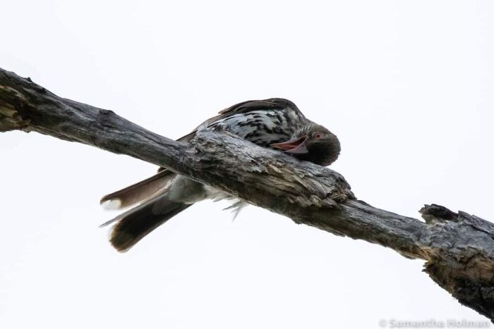 Thought I Got A Nice Photo, Instead Got One Of It Doing What Ever * This * Is