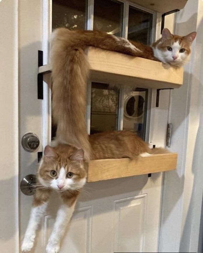 Accidental-Surrealism