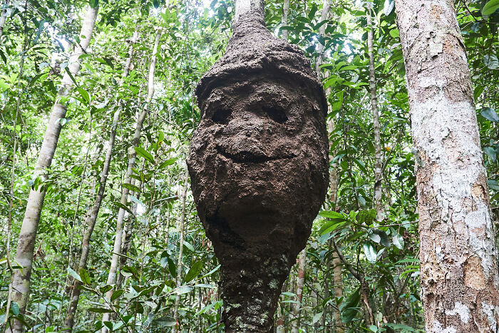 Accidental-Surrealism