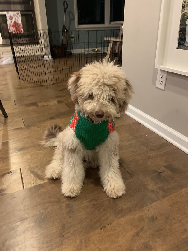Gus In His Christmas/Winter Sweater (There’s An Alligator On The Back)