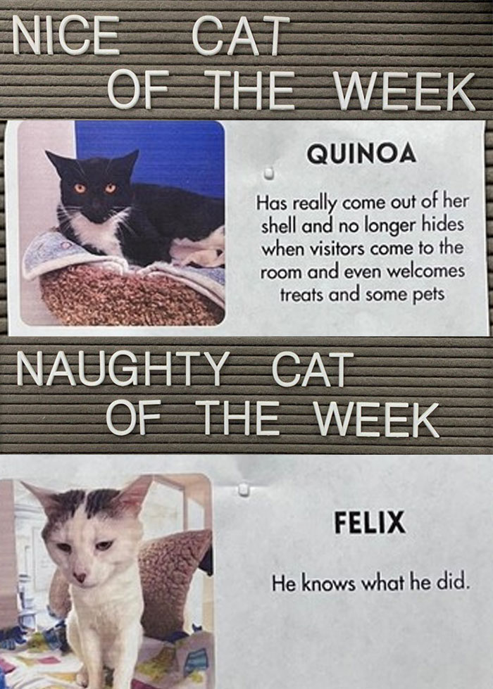 Pet-Shelter-Nice-Naughty-Cat-Of-The-Week-Perrysplacela