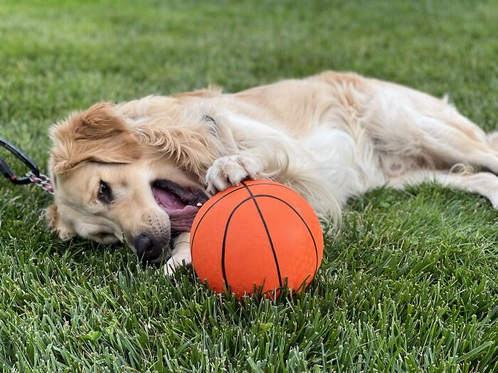 My Goofy Goober Trying To Eat A Basketball!