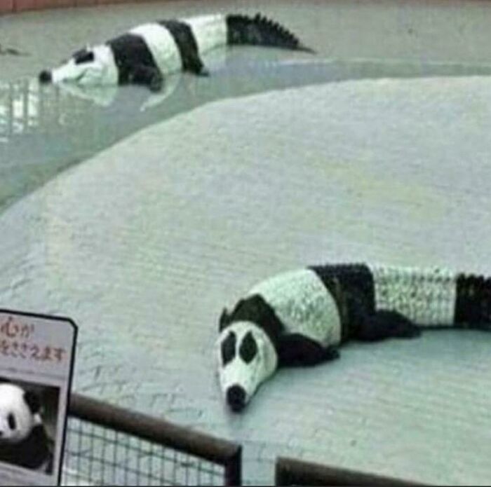 Pandas