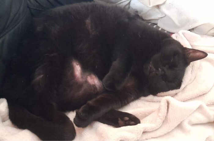 One Of Our Special Needs Cats (She Has Dwarfism Amongst Other Issues), ‘Regen’ Enjoying A Nap 💤